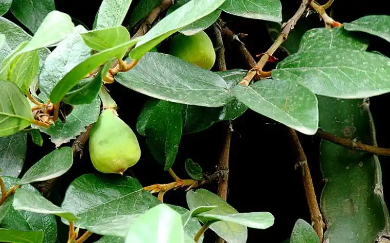 白淋草的功效与作用