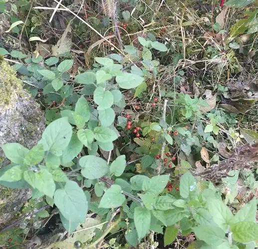 野生白毛藤 又叫白英 白乳草 排风藤 草药500克 新货干货 包邮