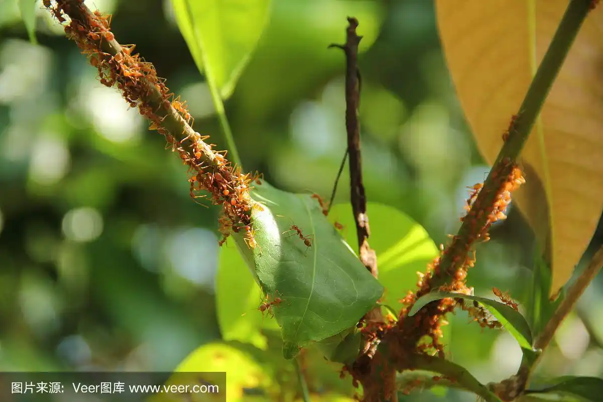 红蚂蚁在树上行走