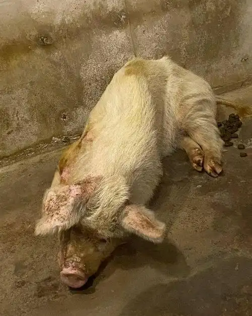 还记得汶川地震的猪坚强吗?14岁的它已很糟糕,死后将被做成标本