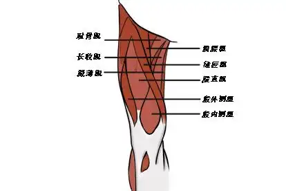人体大腿六条筋结构图_妙手医生