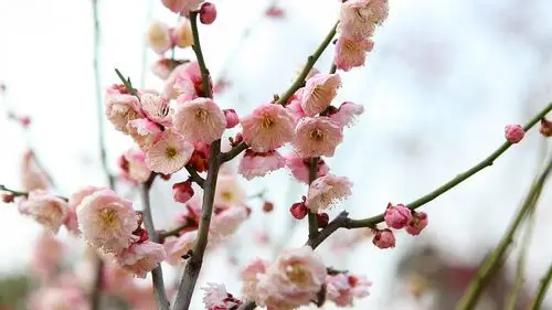 梅花高清大图图片(3/11)