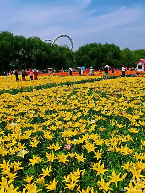 沈阳沈水湾公园百合花展