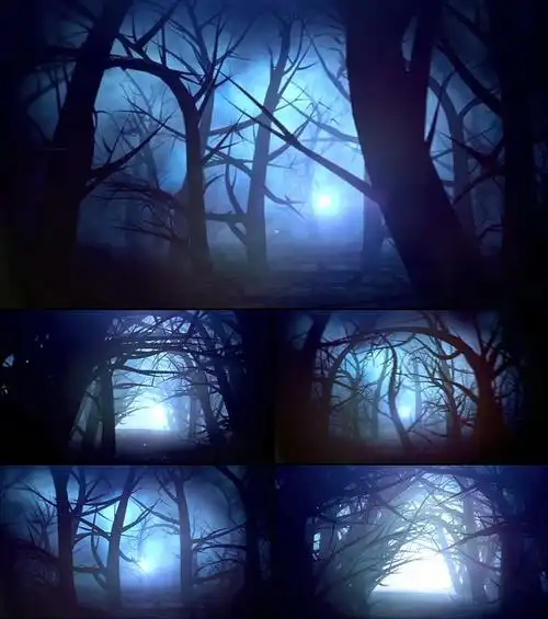 【mov】夜晚阴森的树林视频素材