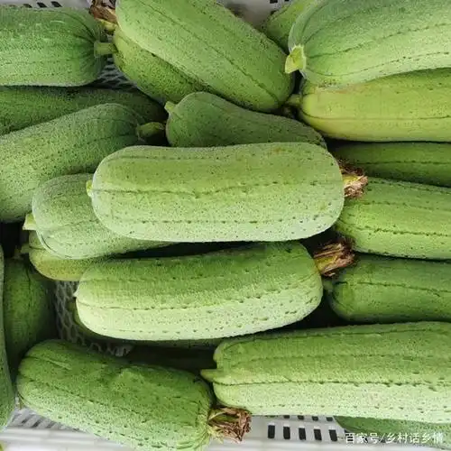 邻居家老李年年种肉丝瓜,比西瓜收益高,值得推荐种植