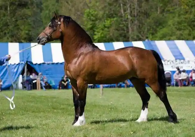 虽然马和牛在古代都充当过很长一段时间的交通工具,但是它们的亲缘