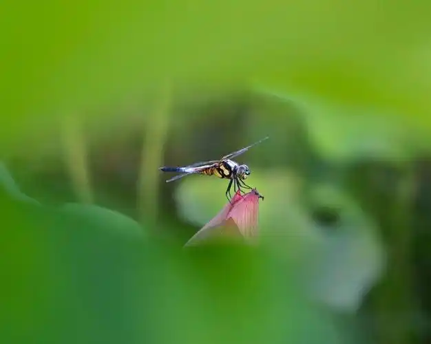 《早有蜻蜓立上头》