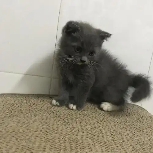 英短蓝猫找家长 自家猫生的 包一针疫苗满两个月