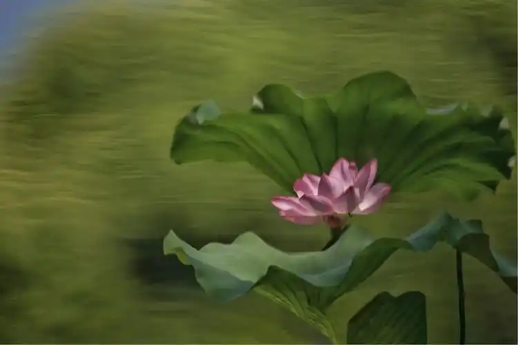 每年夏季来临之际,大千世界荷花-以佛教的禅意展现在众人面前.