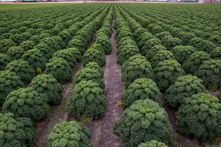 装饰的白菜或羽衣甘蓝图片