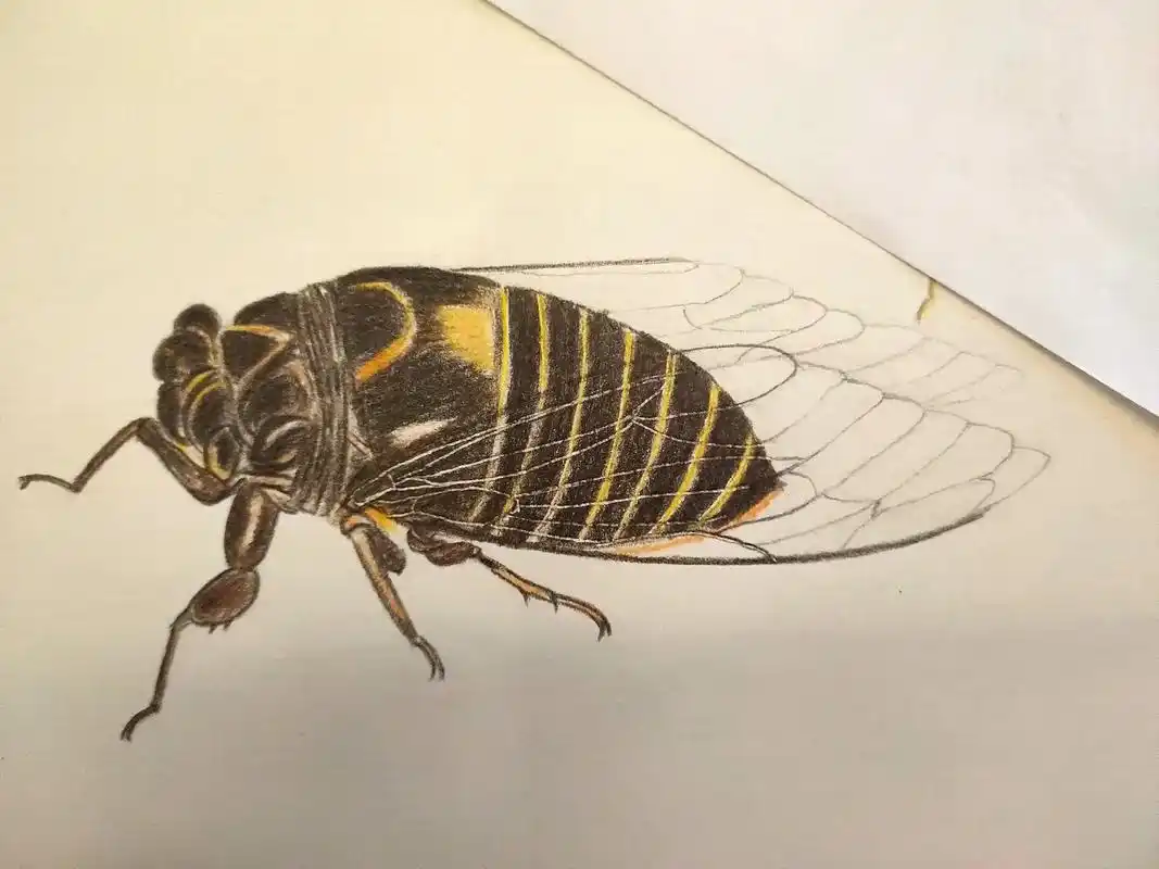 画画练习打卡   #彩铅手绘   螳螂捕蝉 —— 黄雀在后 - 抖音