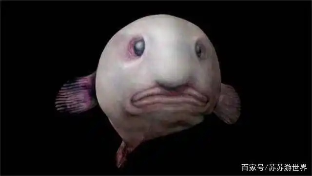 世界上最丑的鱼:像一坨肉在水里游,网友:不想看第二眼