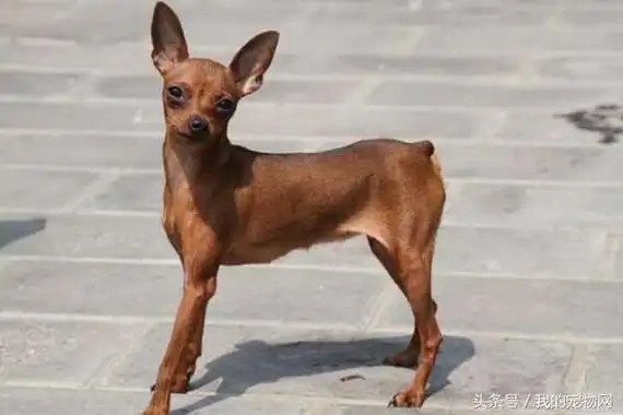 什么狗狗长不大,第一种最多人养,京城名犬却排第五