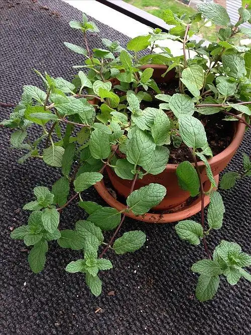 请问有人知道这个是什么品种的薄荷吗?