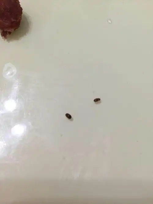 家中褐色小甲虫,请问这是什么虫