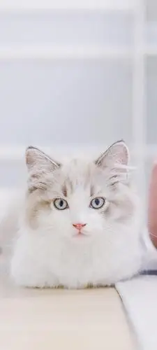 萌萌哒的布偶猫