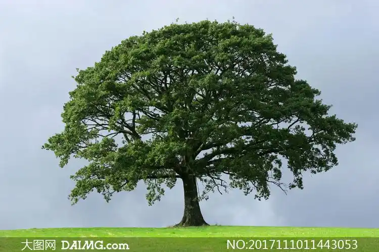青青草原上的一棵大树摄影高清图片