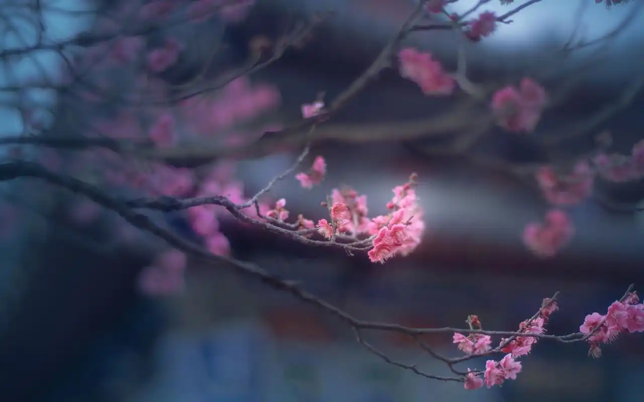 唯美梅花朦胧意境高清桌面壁纸