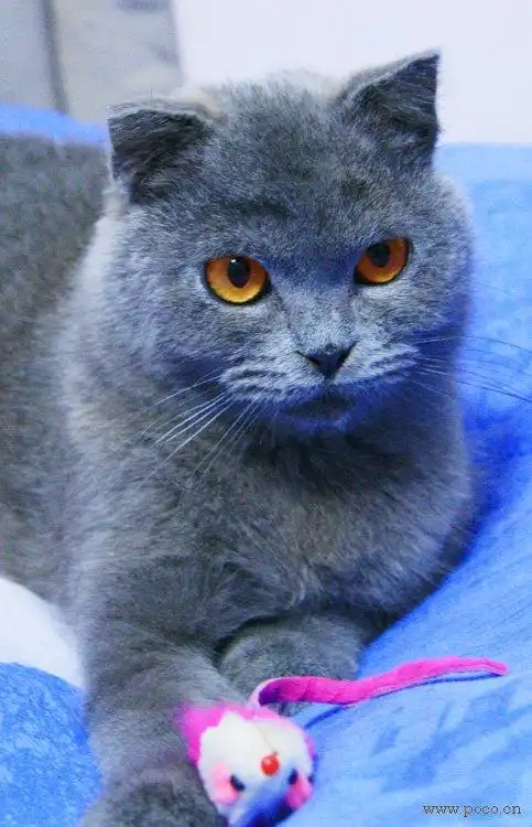 请大家帮我鉴定下,这只是不是蓝猫?