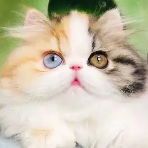 三花鸳鸯眼波斯-宝拉猫舍