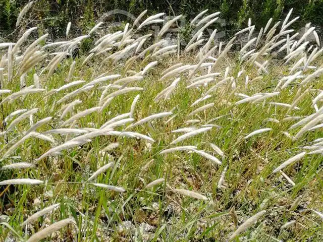每日一草:白茅