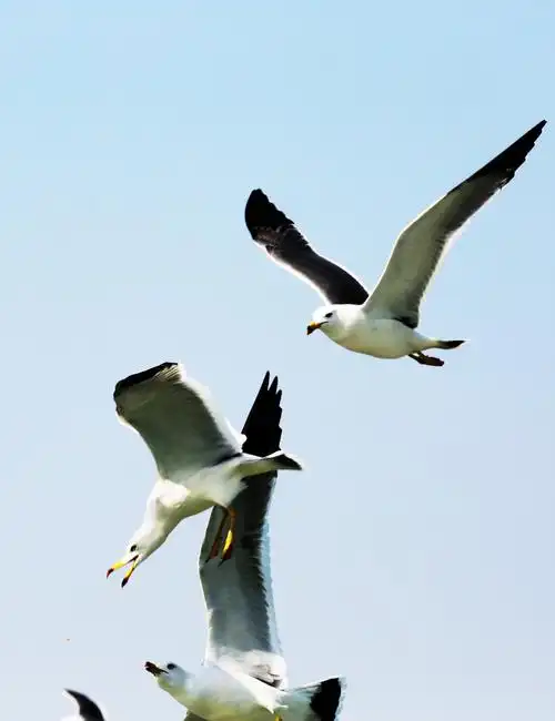 【海鸥摄影图片】生态摄影_开心快乐的博客_太平洋电脑网摄影部落