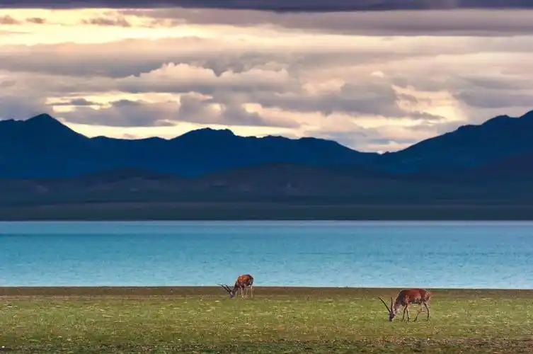 探寻人类最后一片净土中国最伟大的荒野可可西里