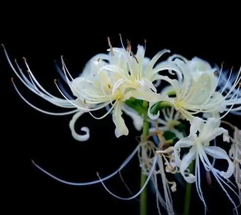 来自地狱的花:这四种花来自地狱,你见过吗?