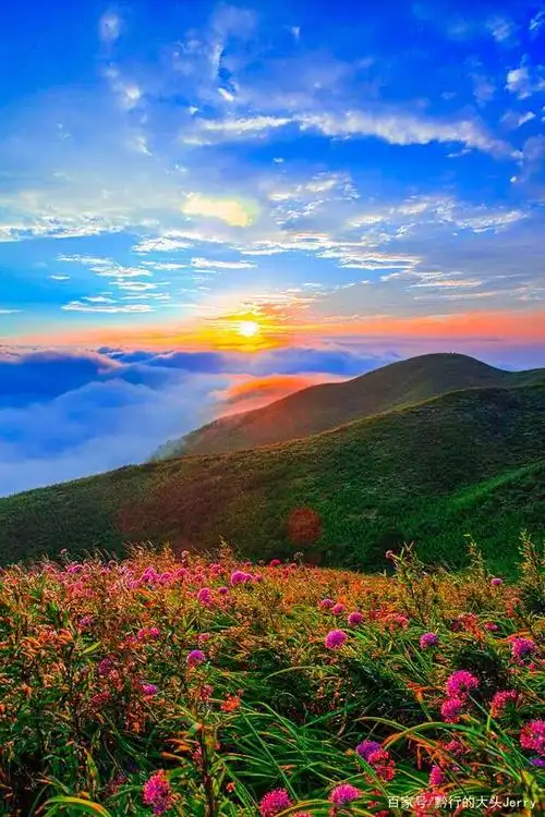 贵州最美三大花海之一,紫色的韭菜花开在云上,绝不能错过的美景