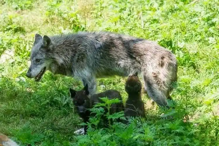 狼与狗的爱情故事:发情母狼随公狗回村,生下小狗后长居于此_村民_笼子