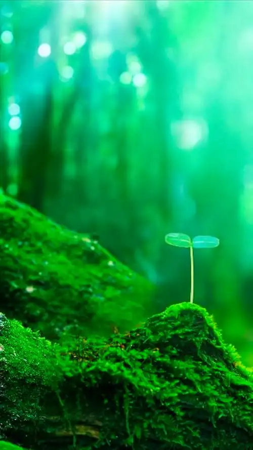 护眼桌面壁纸高清全屏(高清全面屏护眼壁纸)