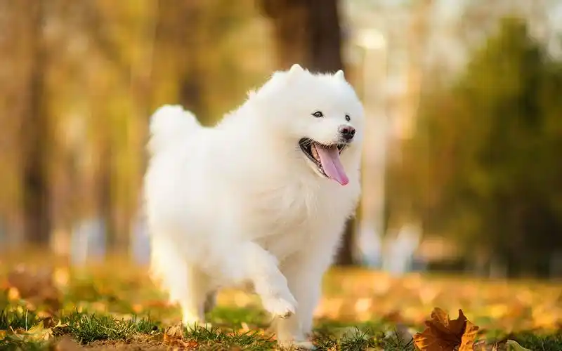 超可爱萌宠萨摩耶犬,高清图片,电脑桌面-壁纸族