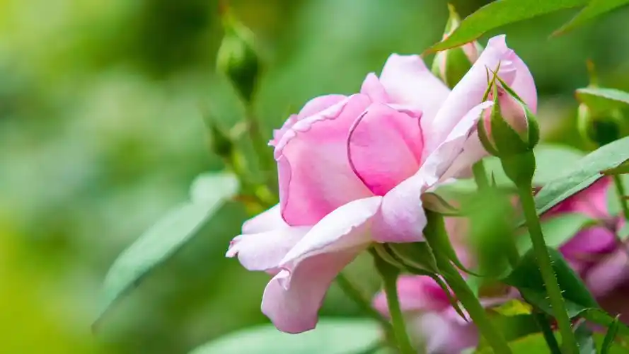 玫瑰开花,粉红色的花朵,春天 壁纸 - 1920x1080 全高清
