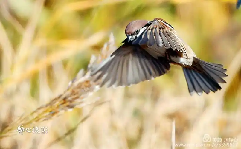 摄影 雀儿飞         一片金色的稻田,和一群