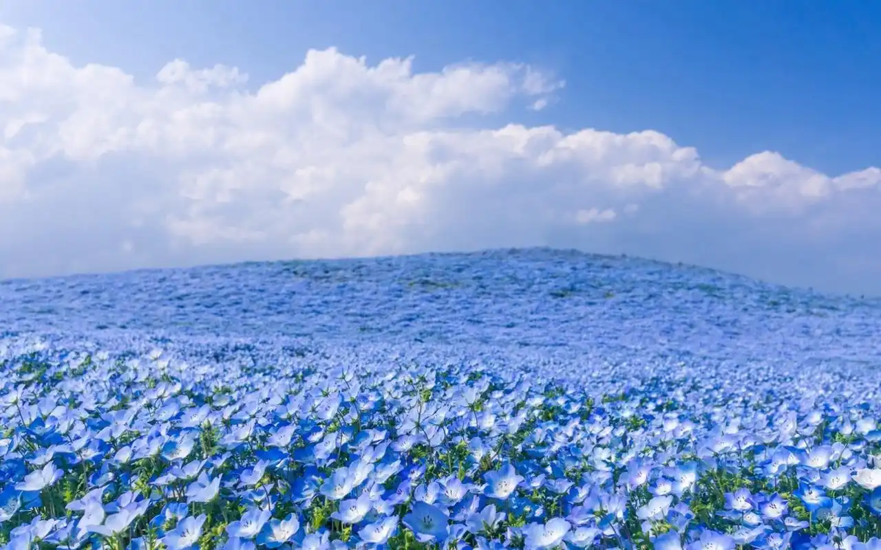 首页 桌面壁纸 风景壁纸 自然美景唯美花海图片电脑桌面壁纸图片下载