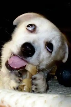 超可爱! 动物搞笑 瞬间