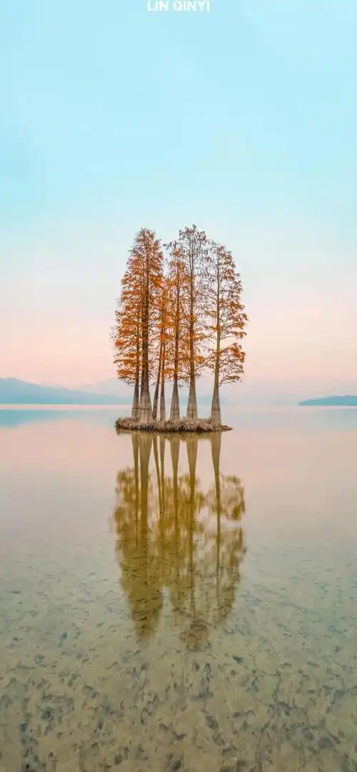 清澈的湖中央长着几颗笔直的红色树木唯美风景手机壁纸