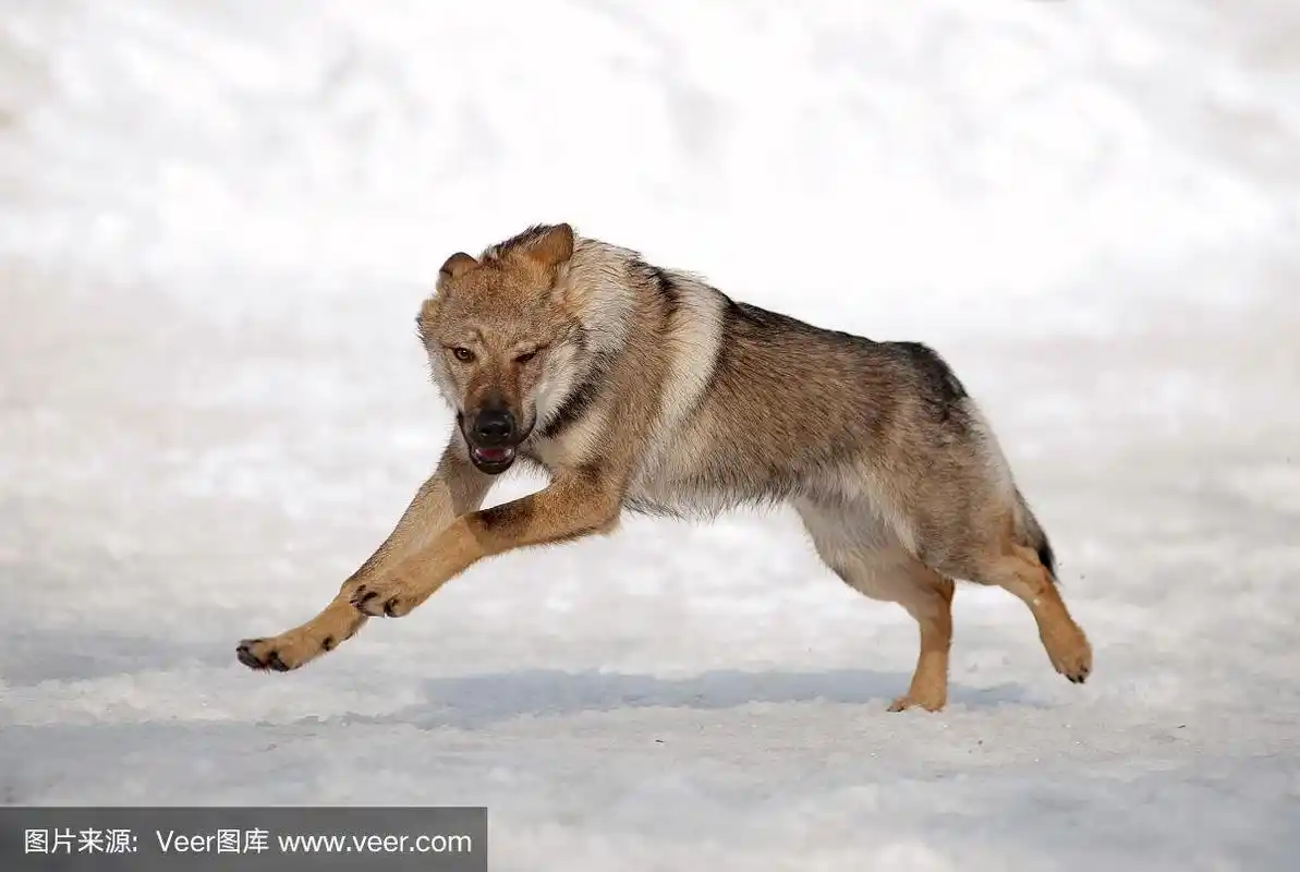 狼在雪山上奔跑