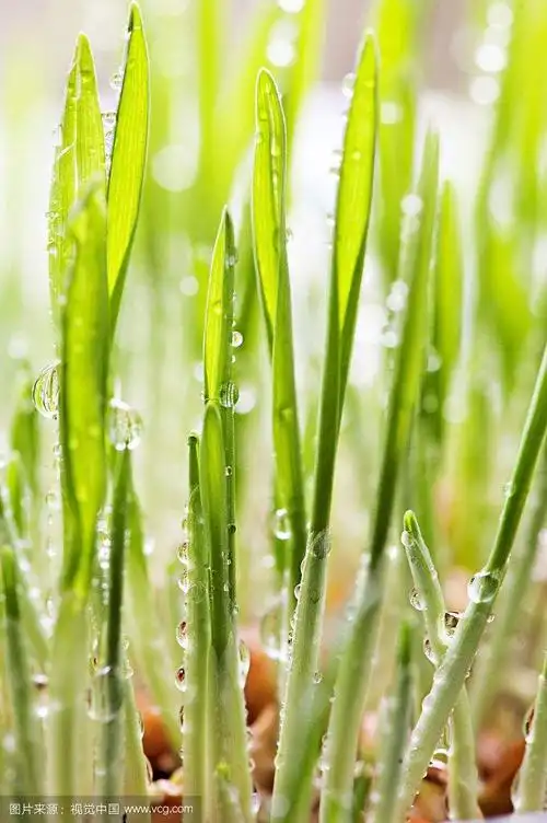 草芽尖尖第二期——美丽自然