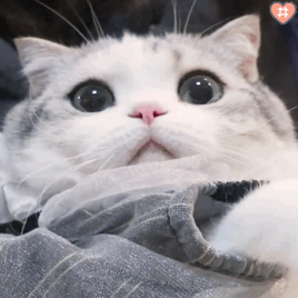 猫咪表情包动图