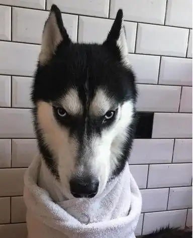 求微博哈士奇吐舌头表情的高清图(哈士奇狗头吐舌头微信表情包)-得宠