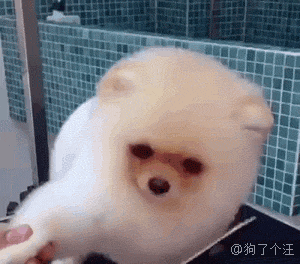 博美宠物狗狗歪头杀可爱傻白甜gif动图_动态图_表情包下载_soogif