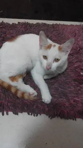 这是什么品种猫?