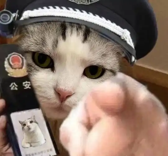 求一些猫猫狗狗手指着你的表情包