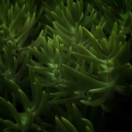 墨绿色 - 堆糖,美图壁纸兴趣社区