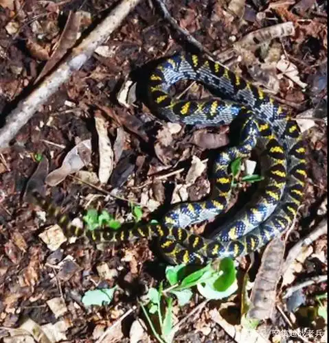 在发出威胁警告的时候通常会采取快速抖动尾巴的方法.