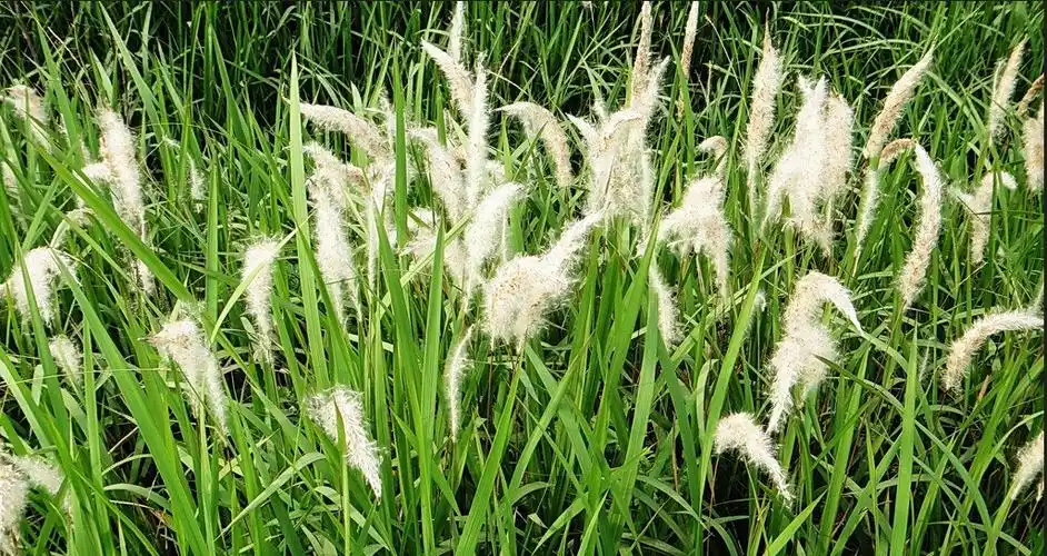 野生茅草花 白茅根草花 白茅草种子 白茅花 丝茅花 白茅根种子