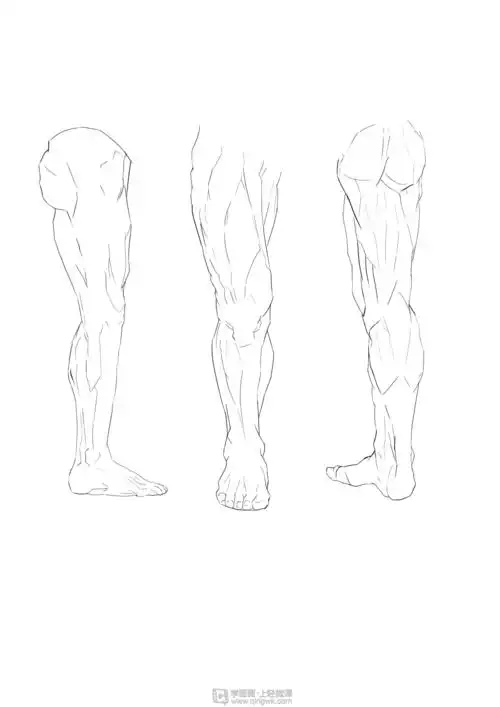 临摹腿—腿部人体肌肉结构入门训练