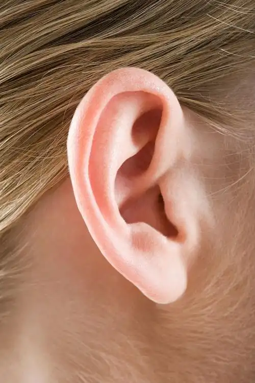 耳朵特写
