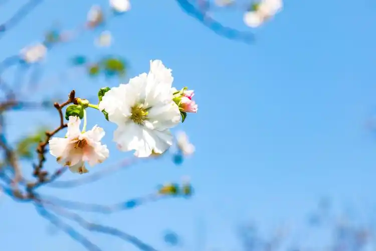 春天错过的樱花,在这个秋天通通还给你